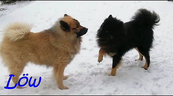 3.12.2021 - Dwix und Howie bei den Schneespielen